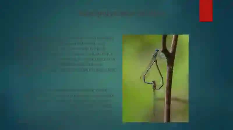 Nartsistik xulq 4