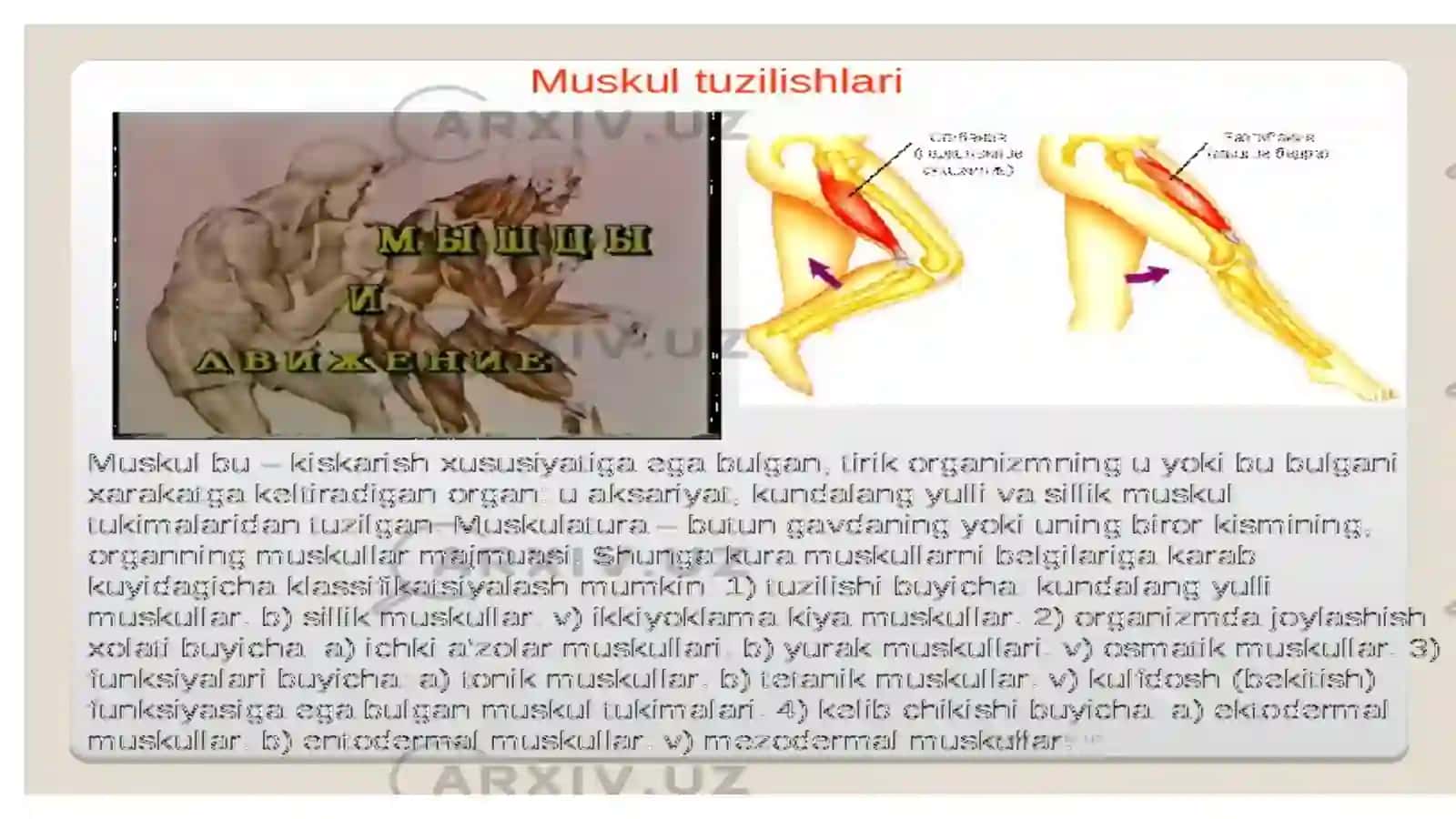 Mushaklar to'g'risida umumiy ma'lumotlar 4