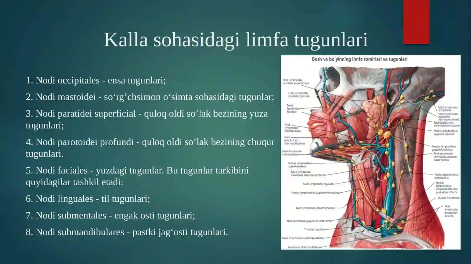 limfa sistemasi 4