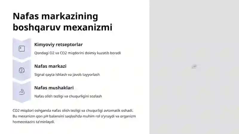 Nafas olish markazi anatomiyasi 4