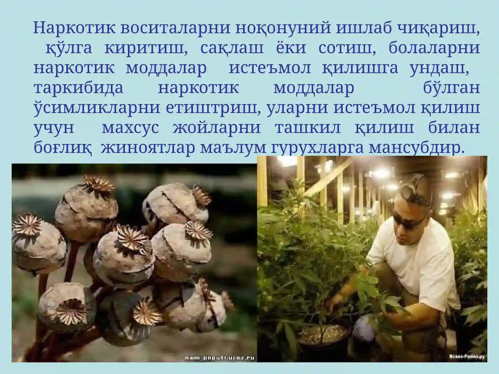 Гиёхвандлик ижтимоий педагогик муаммо сифатида 4