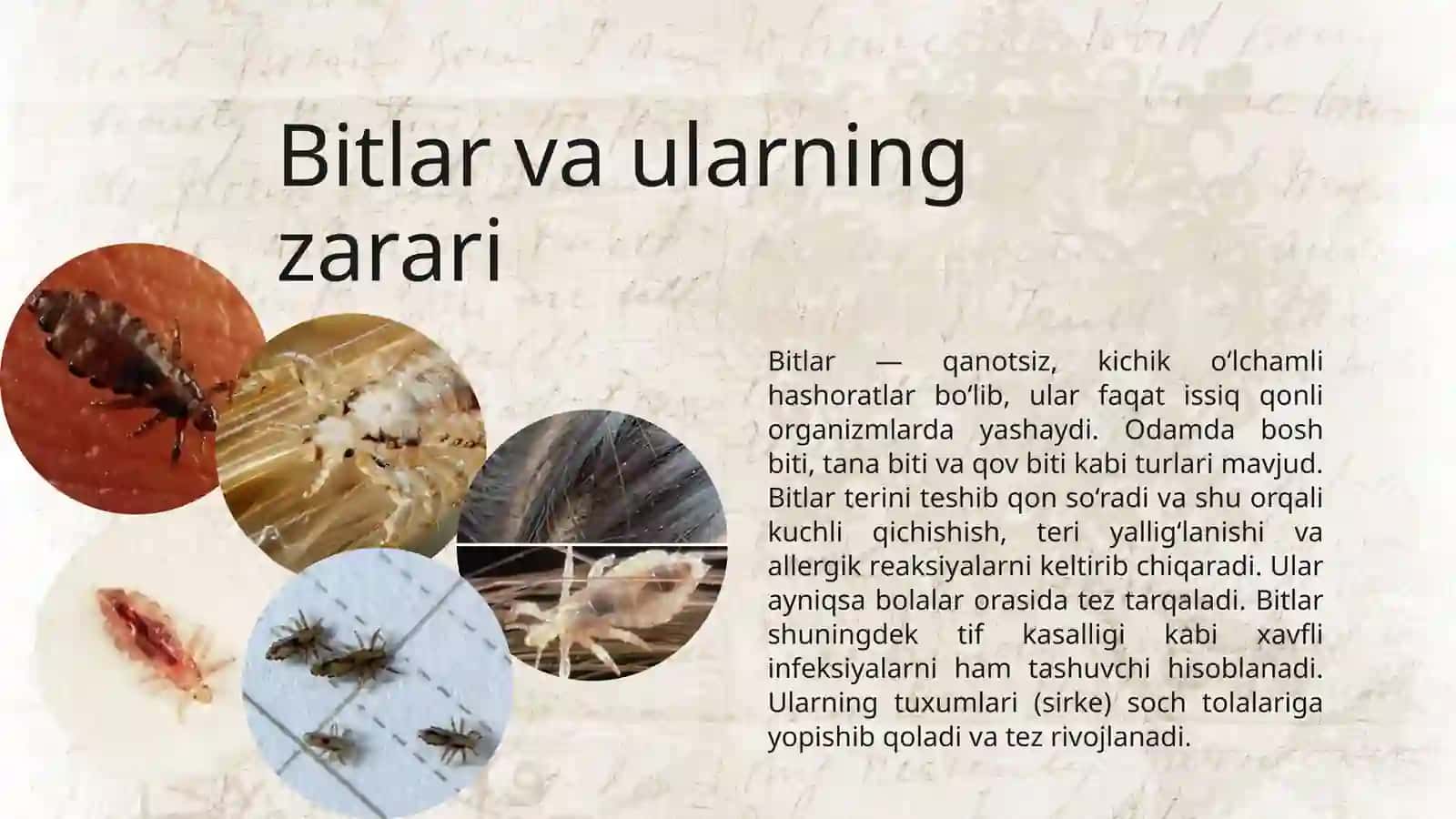 Odamlarda va hayvonlarda parazitlik qiluvchi hashoratlar 4