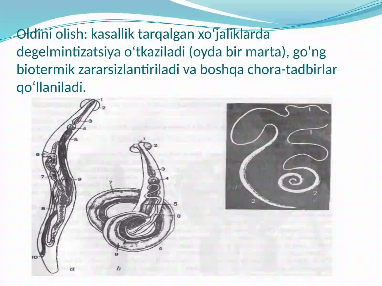 Askaridalar (Ascarididae) 4