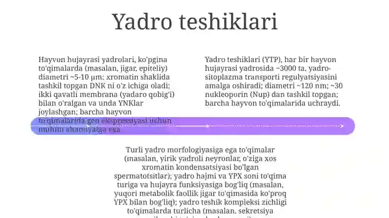 Hujayra yadrosi 4