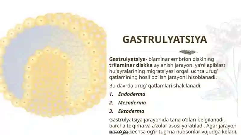 Prezintatsiya Embriogenez (Gistologiya) 4