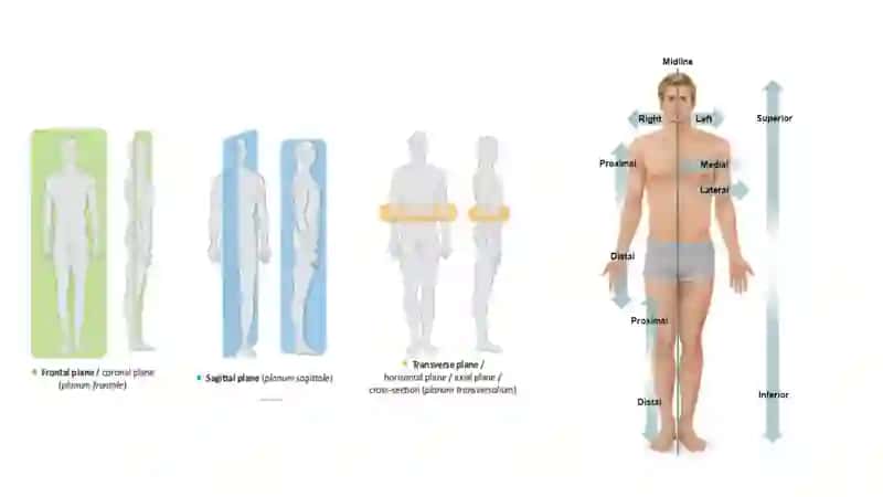 Anatomiya va Osteologiya 4
