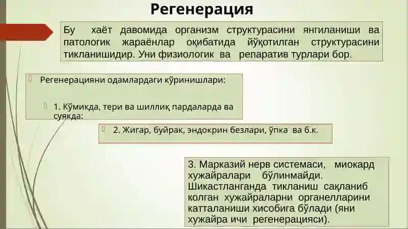 Усма  хужайраларини келиб  чикишидаги ахамияти 4