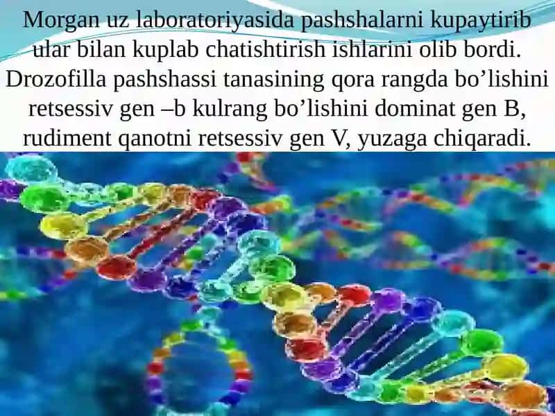 Irsiyatning xromosoma nazariyasi.Jins–irsiybelgi 4