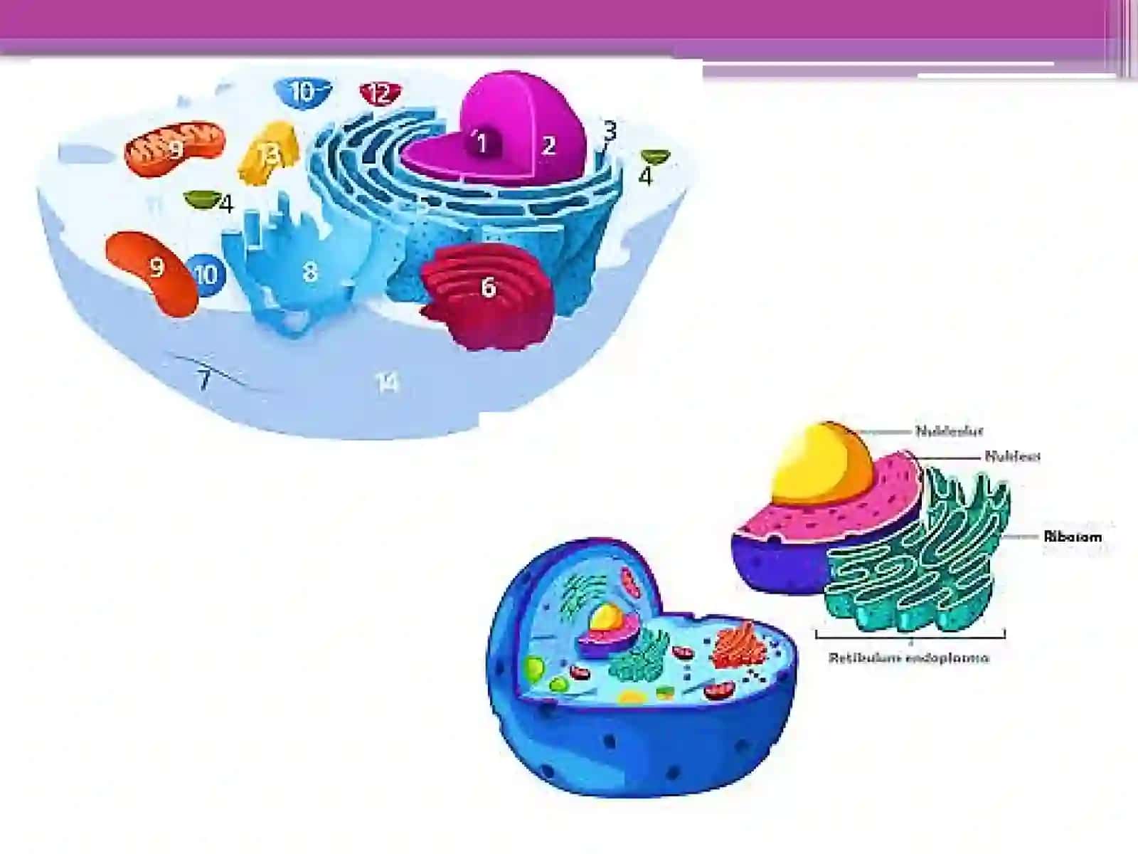 Hujayra Organellalari 4