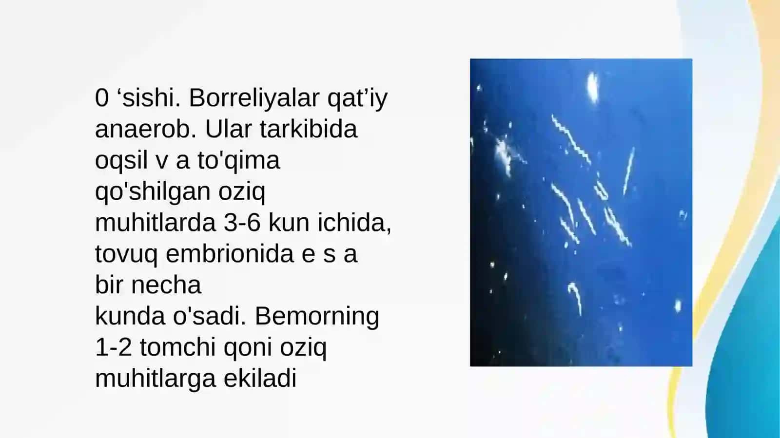 Borreliozlar morfologiyasi 4