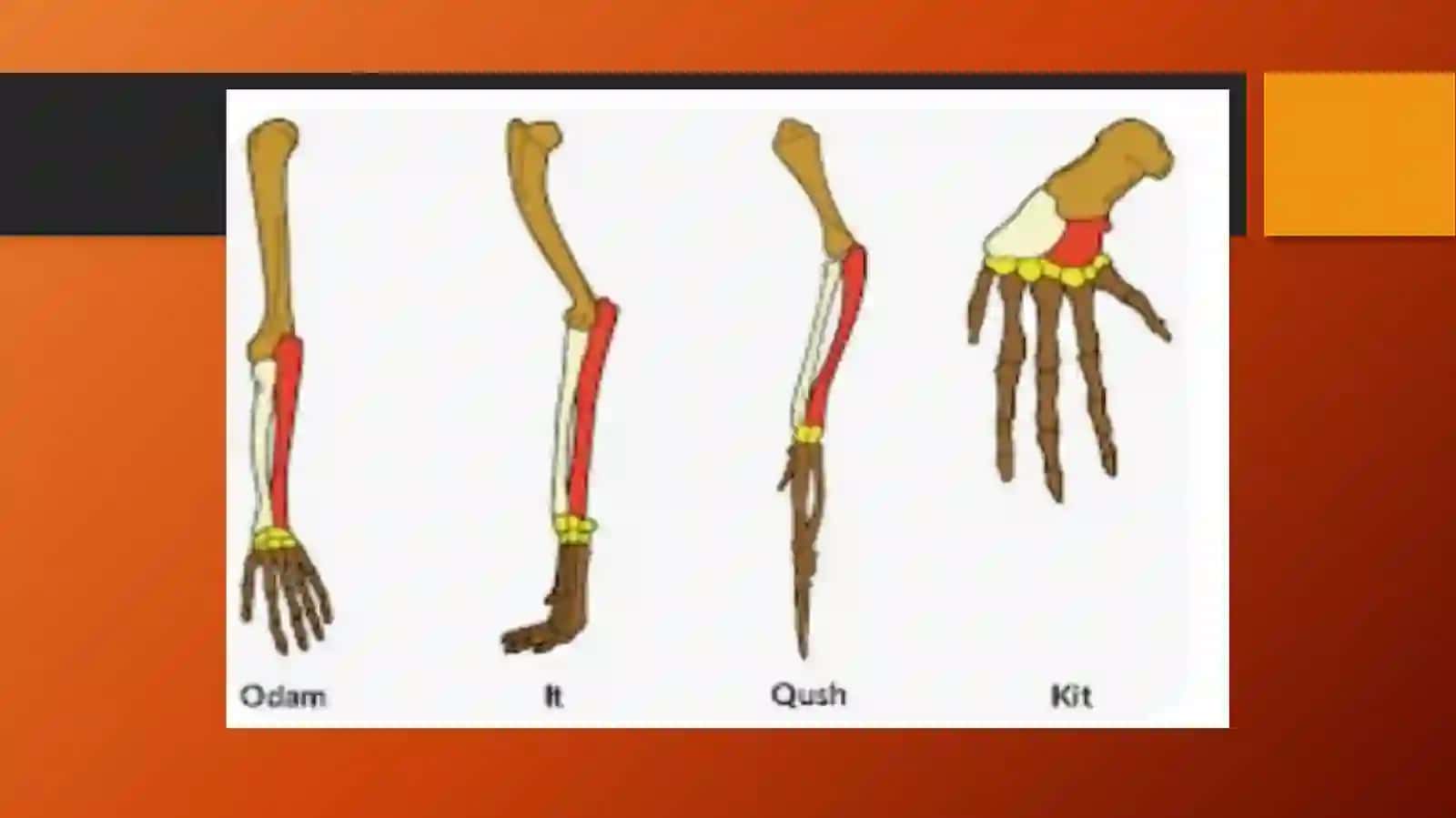 Evolutsiya jarayonini tadqiq qilish 4