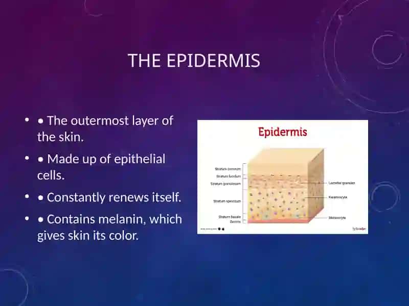 Skin Layers 4