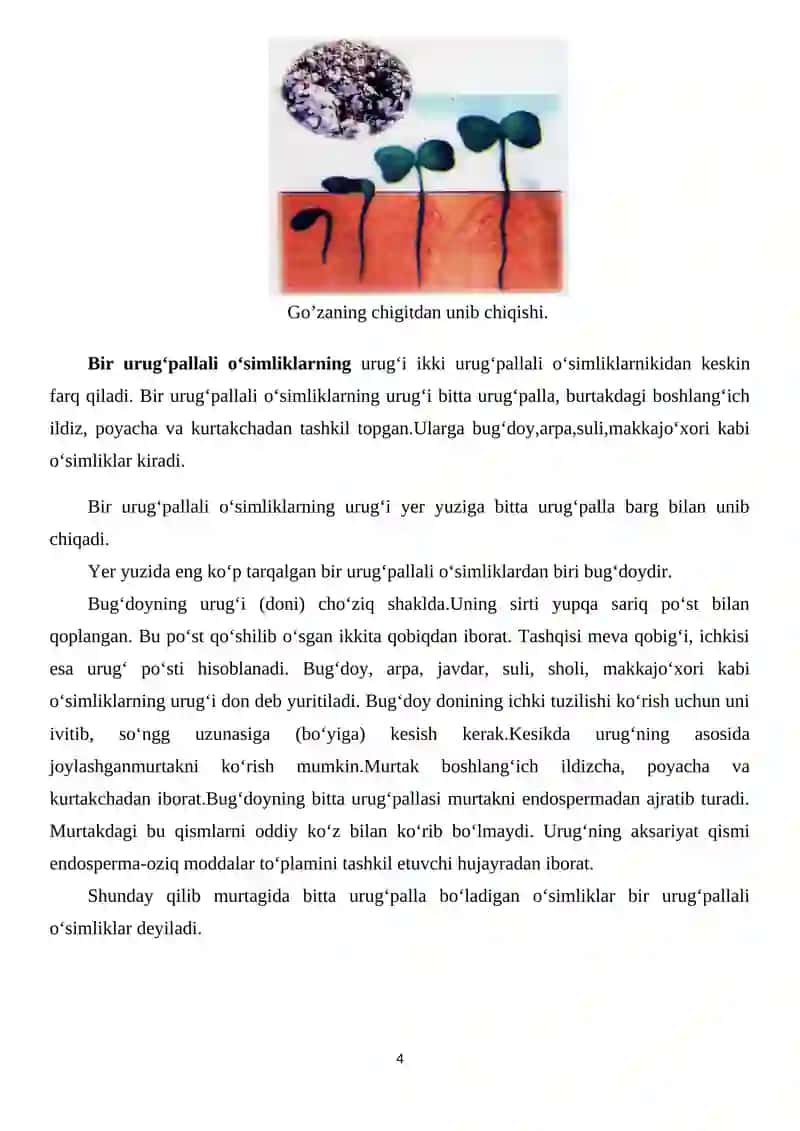 Bir va ikki urug‘pallali o‘simliklar 4