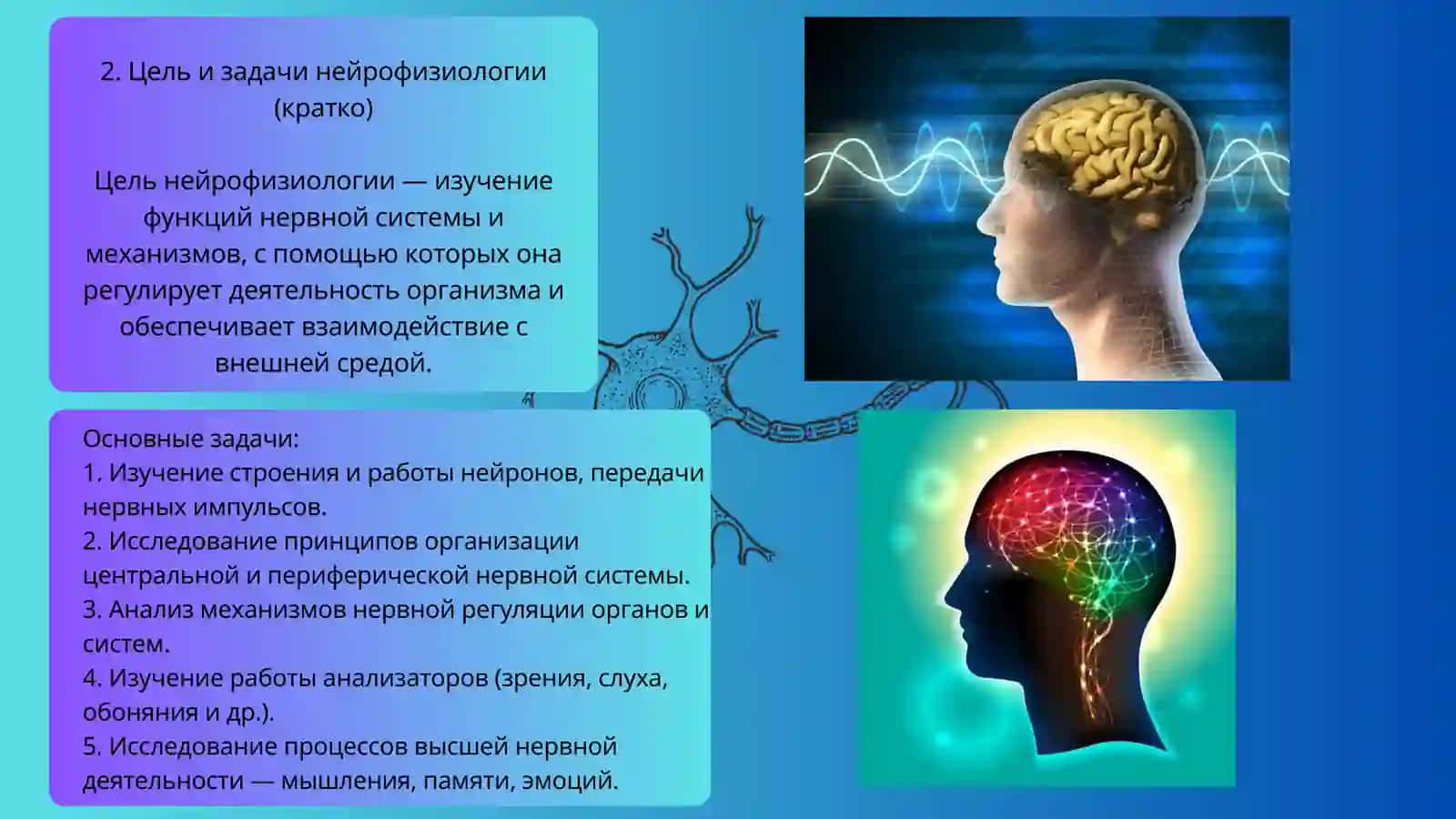Введение в нейрофизиологии 4