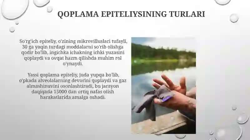 Epitelial to'qimalar 4