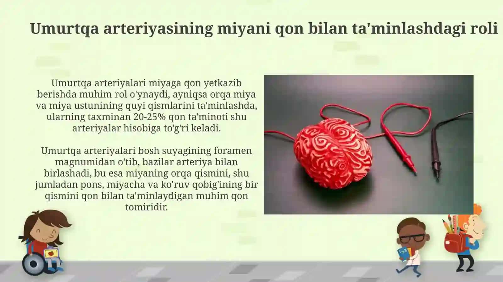 Umurtqaarteriyalarivaularningahamiyati 4