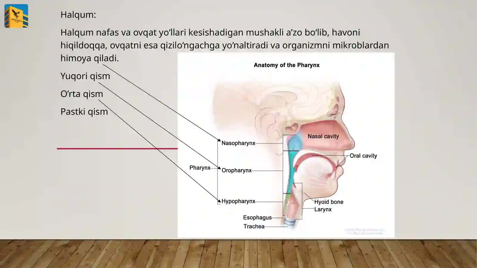 Nafasolish sistemasi 4