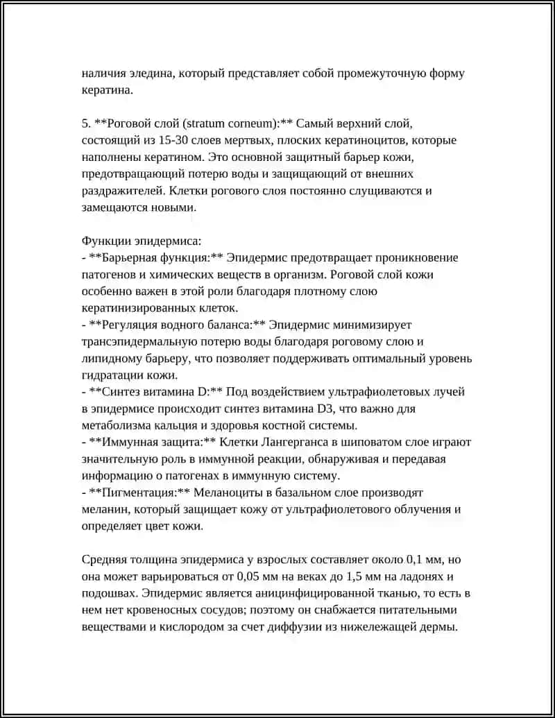 Эпидермис: строение и функции 4