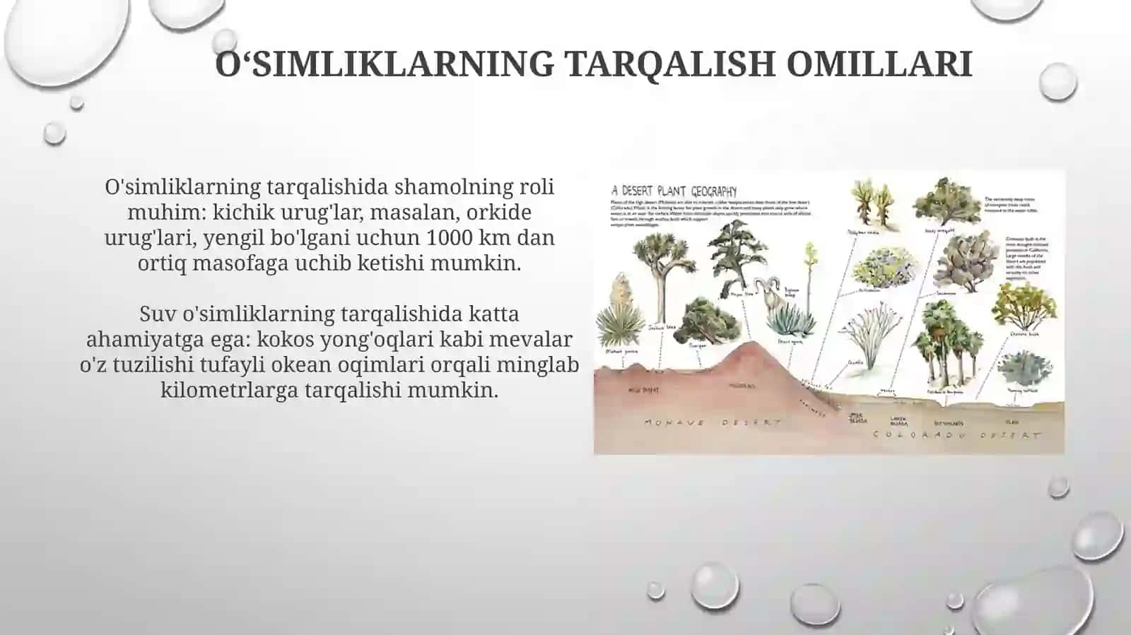 O’simliklar geografoyasi 4