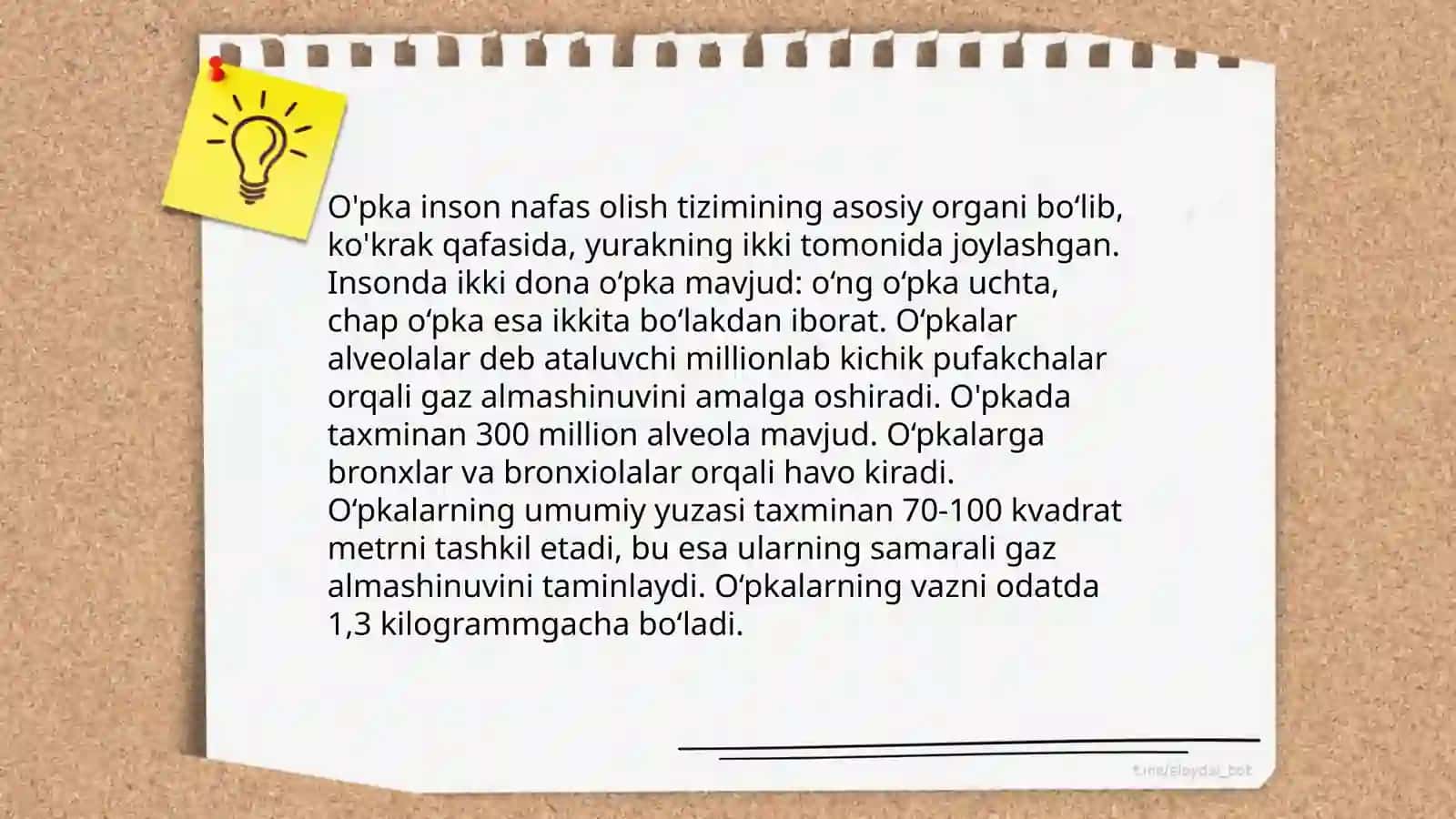 Nafas olish organlari 4