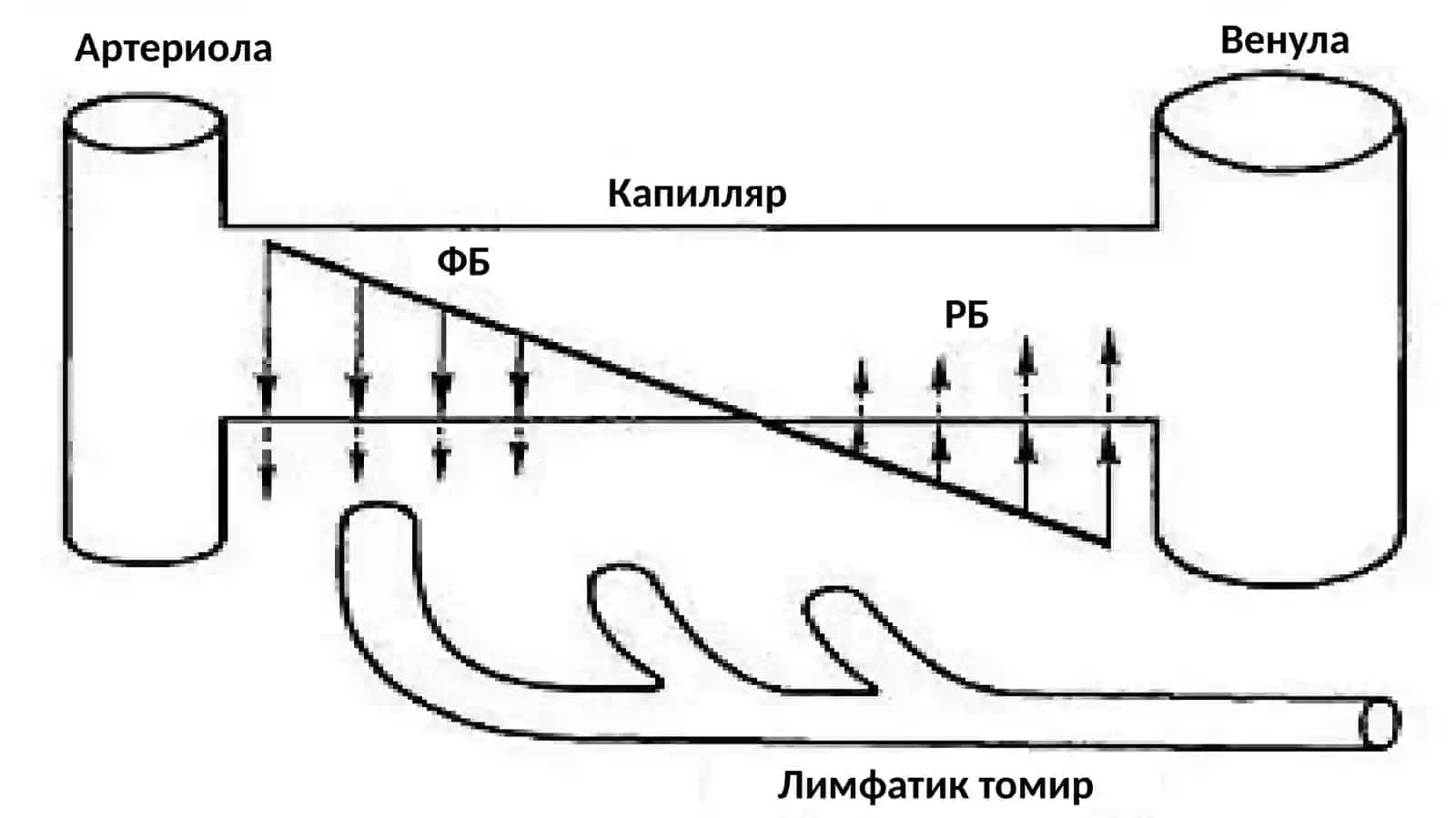Микроциркуляция 4
