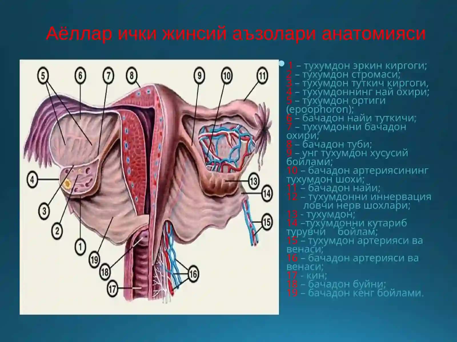 ТУХУМДОН ХАВФСИЗУСМАЛАРИ 4