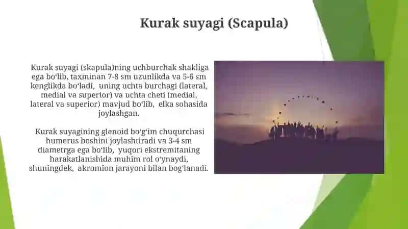 Qovurg'alar (Ribs) 4