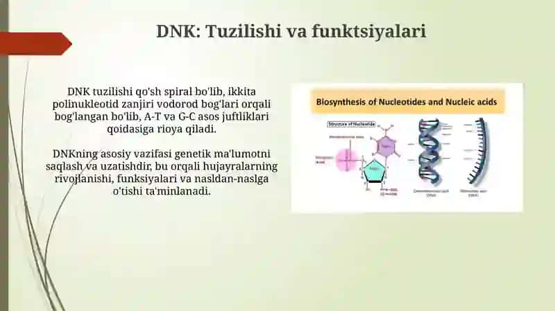 Nukleinkislotalarningtuzilishi. DNKRNK 4