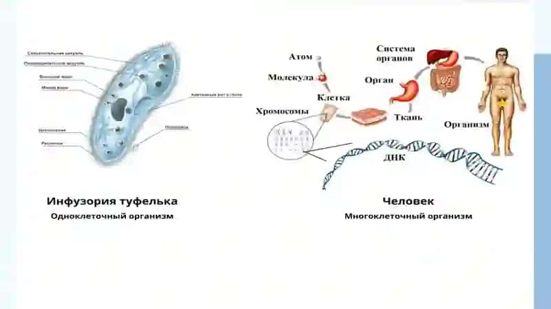 организм как единое целое 4