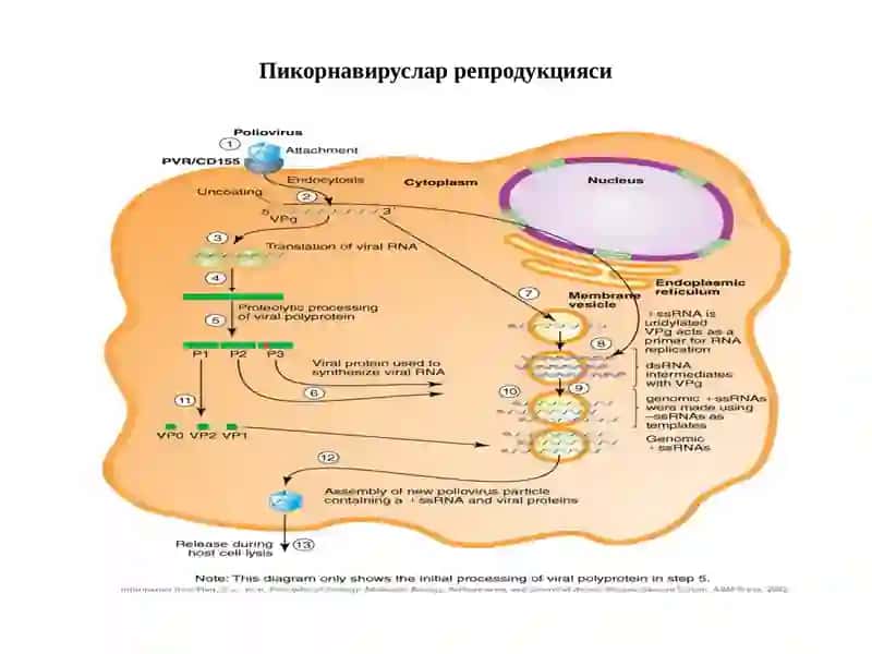 Пикорнавируслар оиласи 4