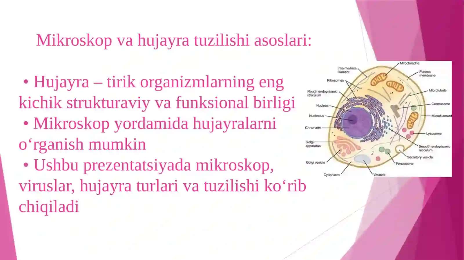 Mikroskop 4