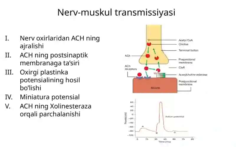 Nerv-muskul sinapsi tuzilishi 4