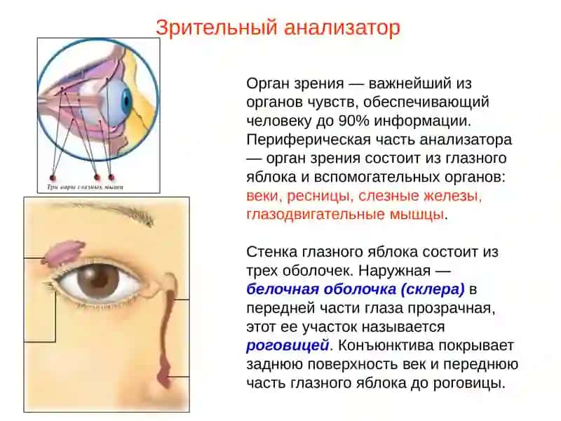 Презентация по теме Органзрения 4