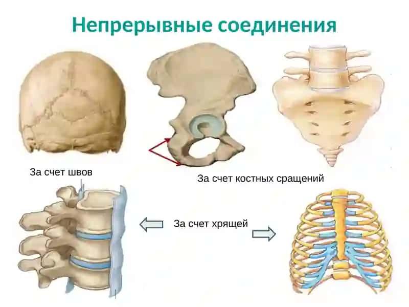 ОБЩАЯСИНДЕСМОЛОГИЯ 4
