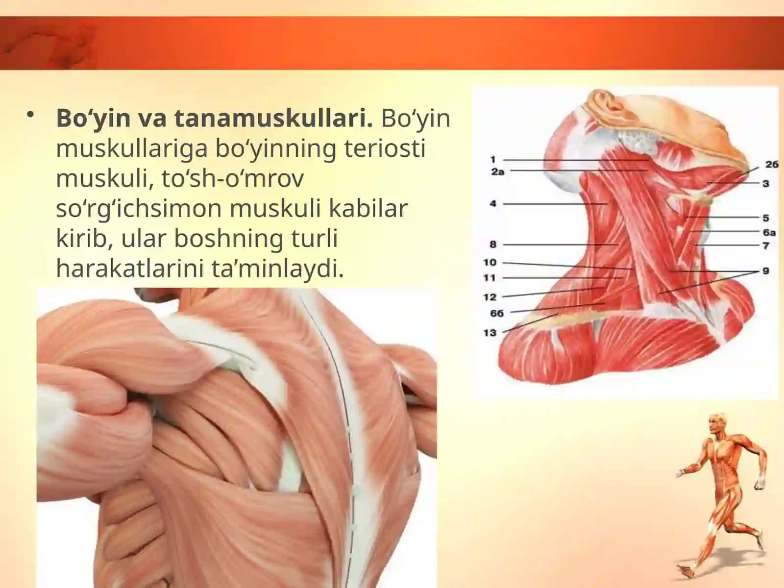 Odam tanasi muskullarining asosiy guruhlari 4
