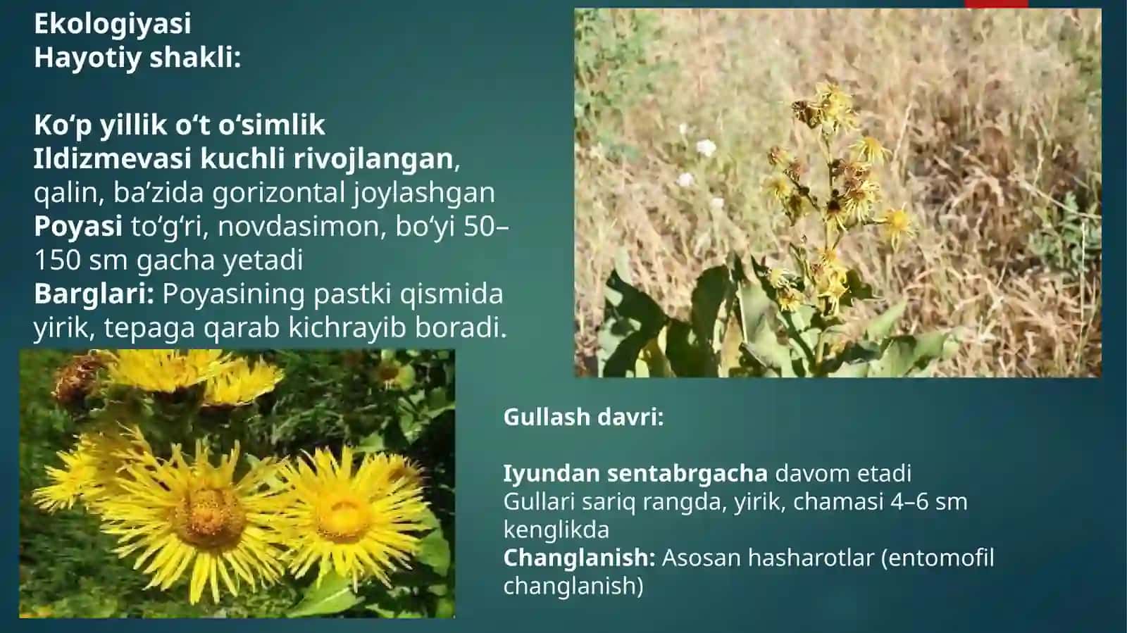 Qoraandiz (Inula grandis Screnik) 4