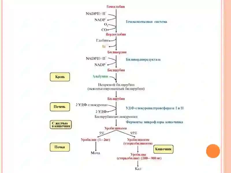 Гем метаболизми ва темир алмашинуви 4