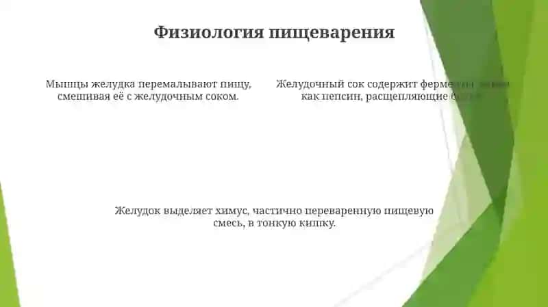 Желудок 4