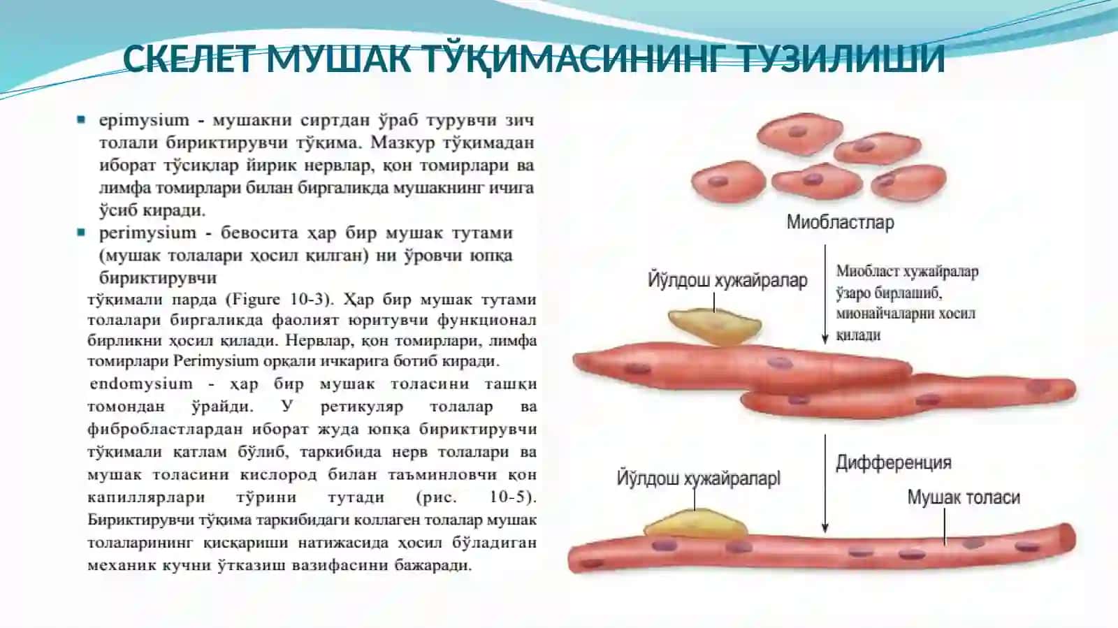 Mushak tўqimasi tuzilishi 4