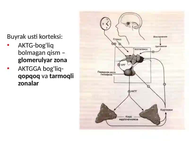 Buyrak usti bezlari 4