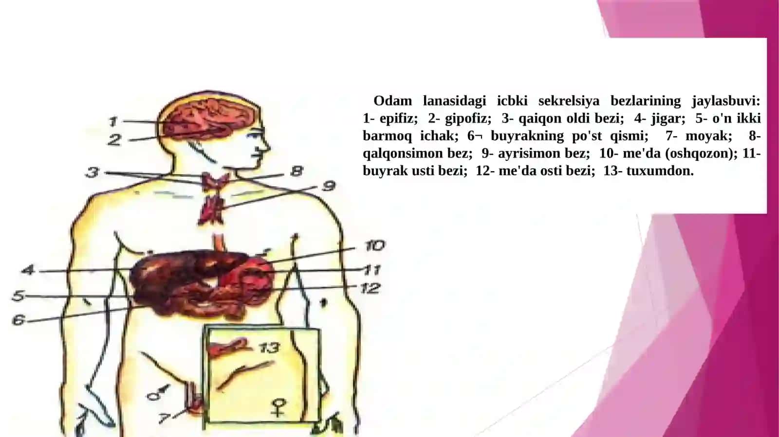 Ichki sekretsiya bezlari 4