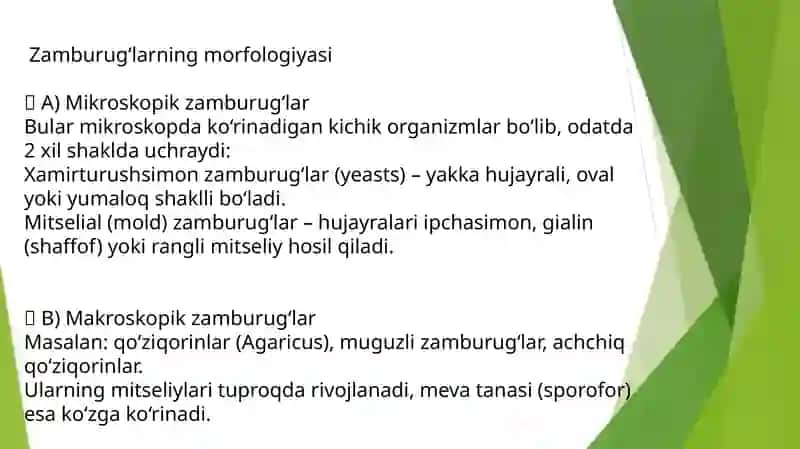 Zamburugʻlar 4