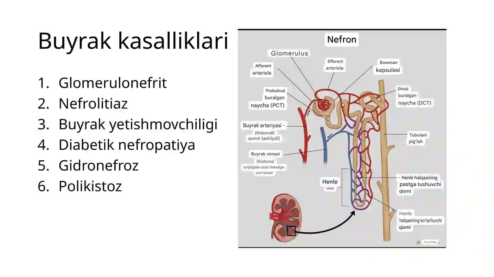 Buyrak kasalliklari 4