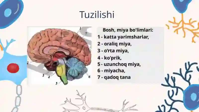 Bosh miyaning ishlash tamoyillari 4