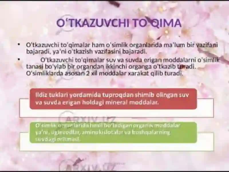 Ajratuvchi jamgaruvchi to'qima 4
