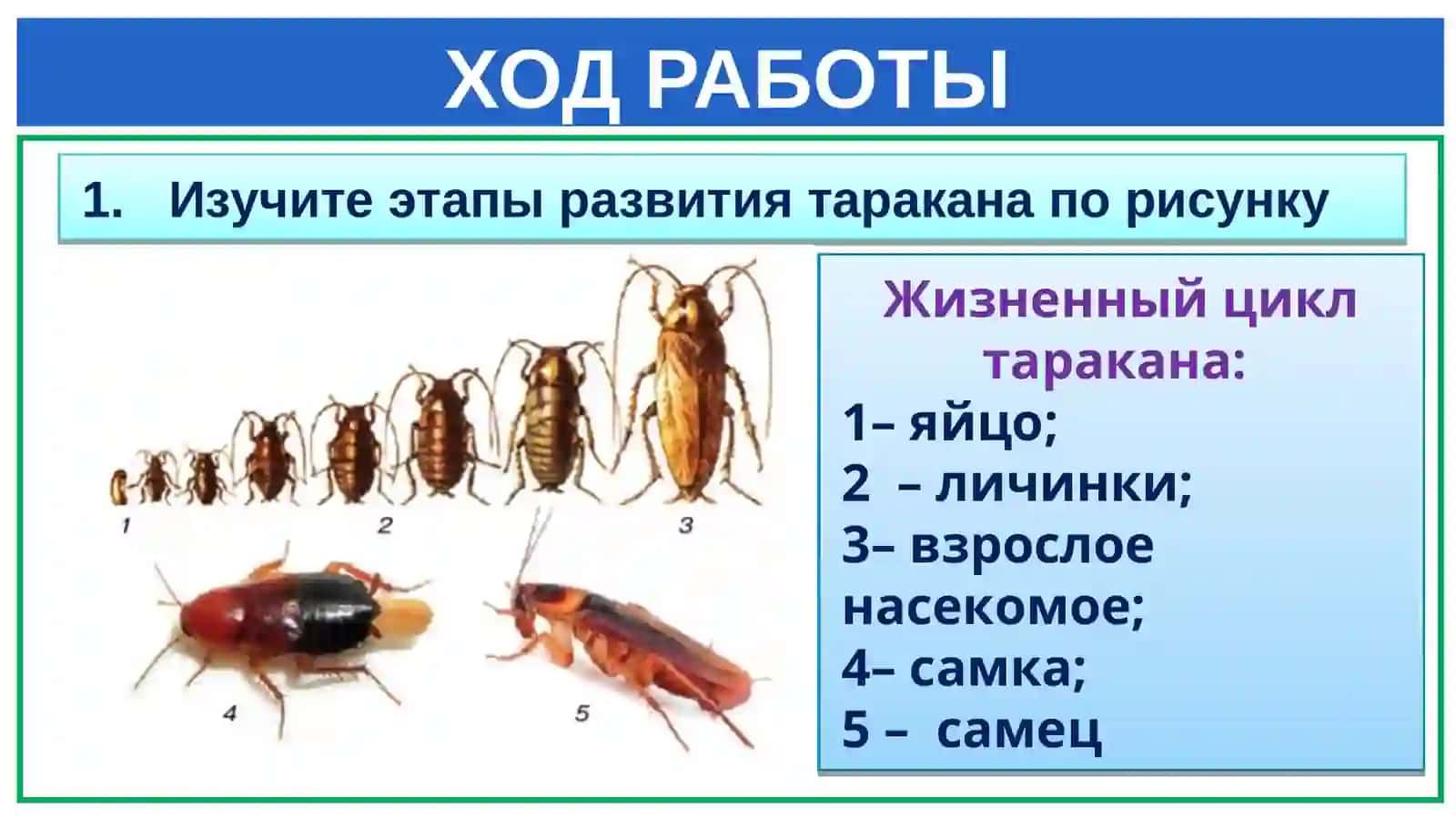 Жизненный цикл таракана 4