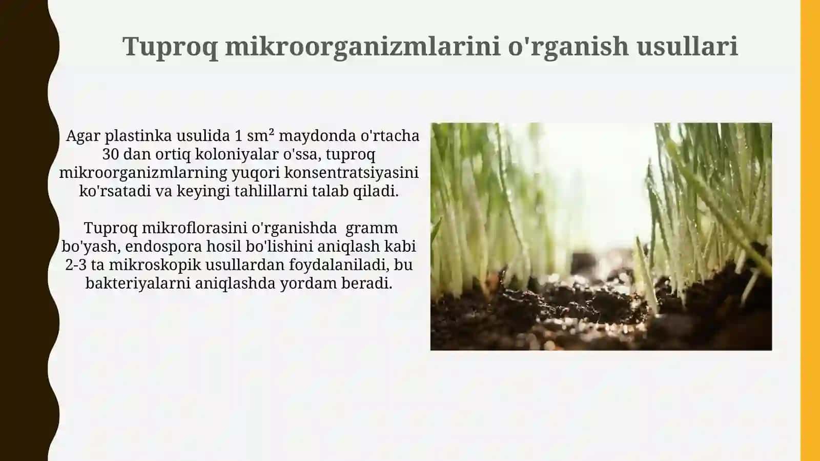 Tuproq Mikroorganizmlari 4