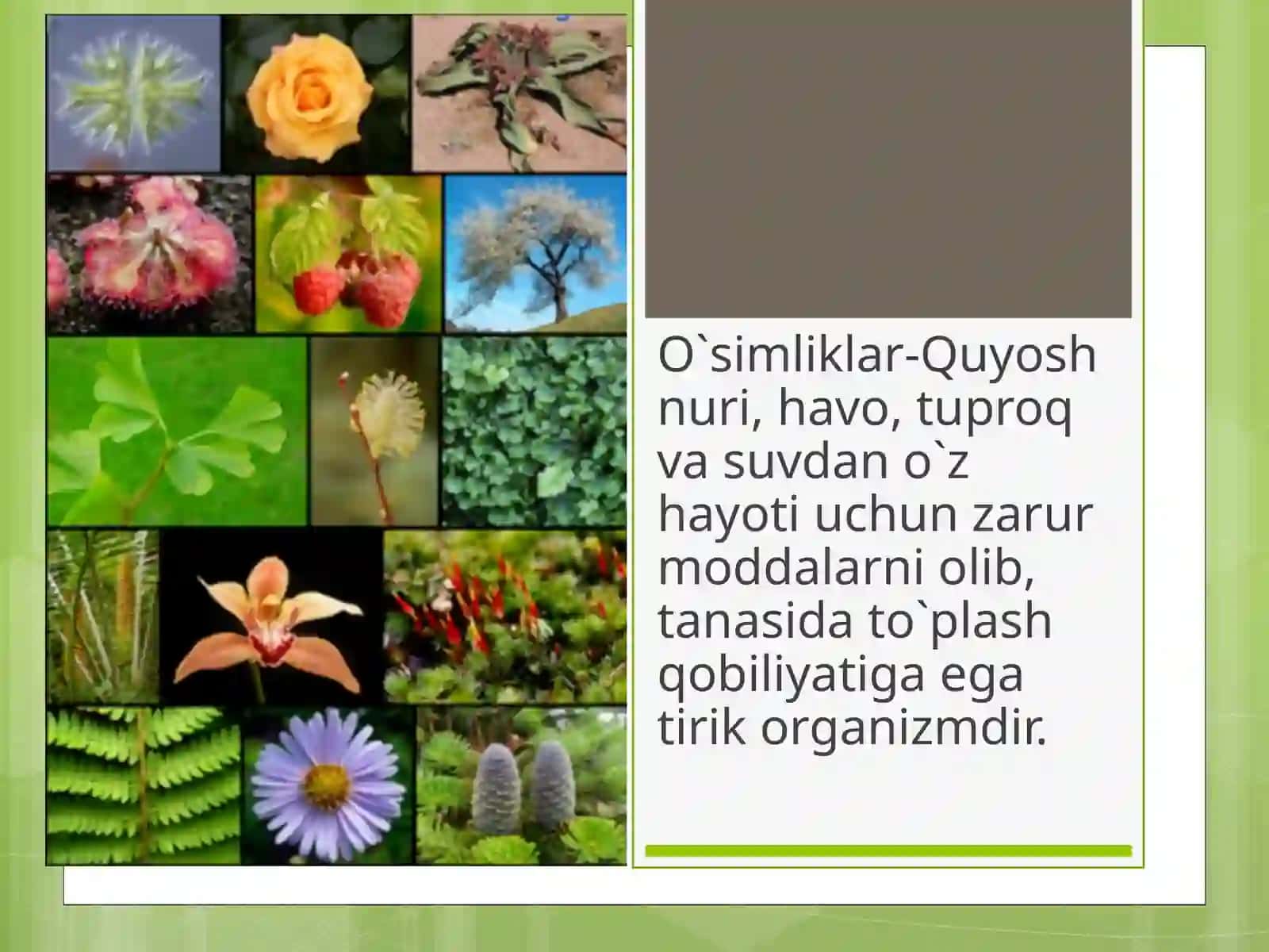 O`simliklar va hayvonot olami 4