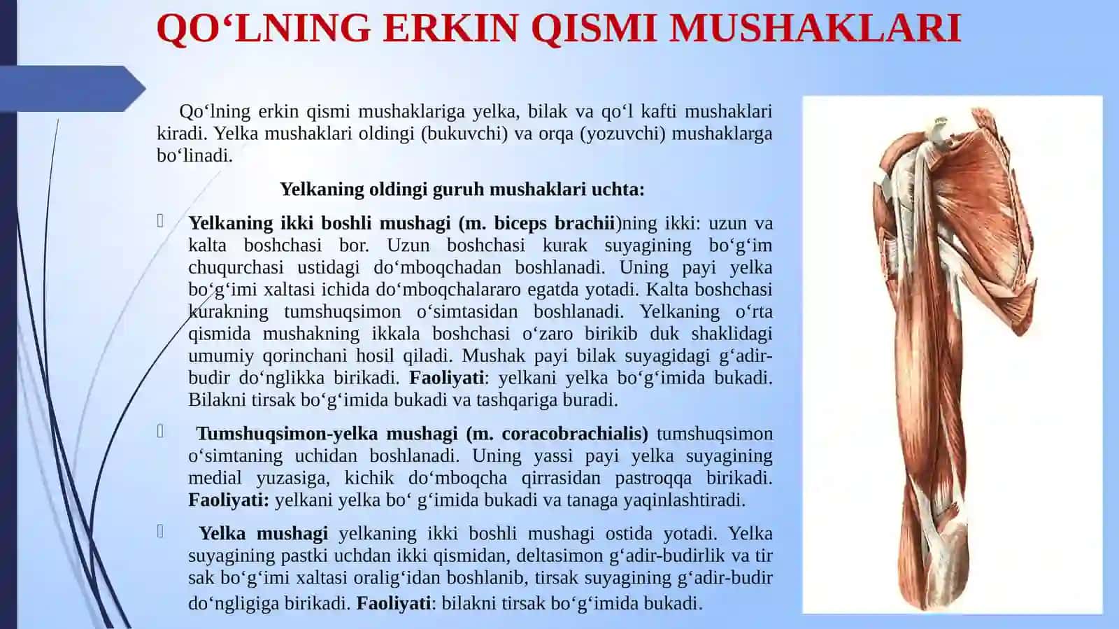 YELKA KAMARI MUSHAKLARI 4