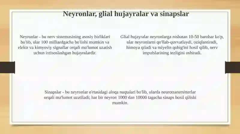 Nerv sistemasi tuzilishi 4